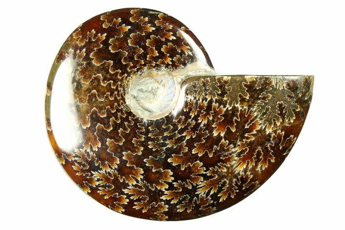 Polished Cretaceous Ammonite (Cleoniceras) Fossil - Madagascar #289234